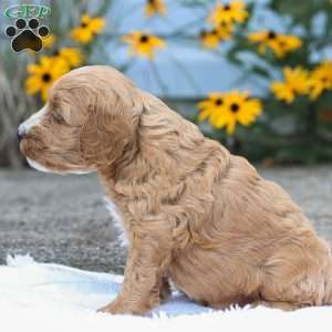 Cammi F1B, Cavapoo Puppy